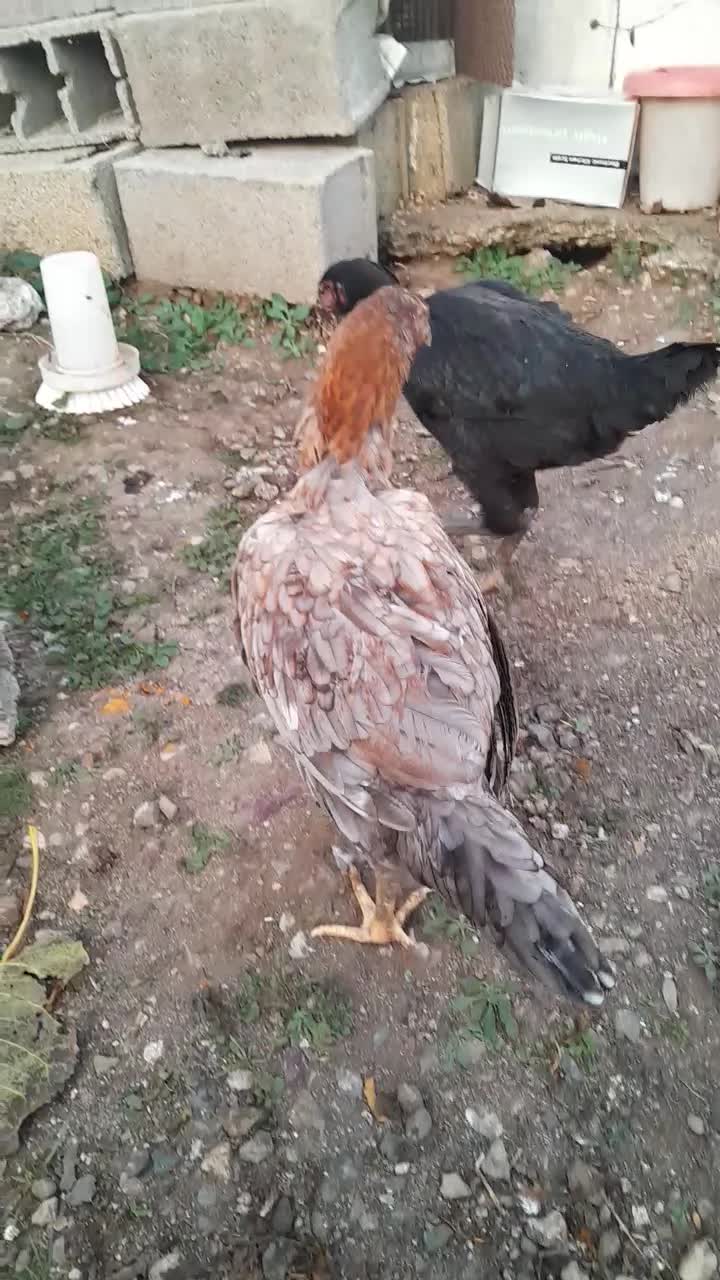 خروس محلی گردن لختی و دو عدد مرغ لاری|حیوانات مزرعه|کلاچای, |دیوار