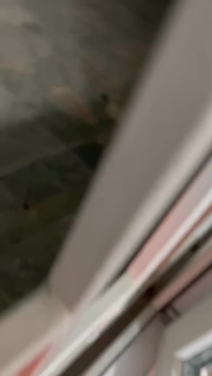 توله دو ماهه ژرمن سوییسی دماوندهر عدد بیست تومن|سگ|دماوند, گیلاوند|دیوار