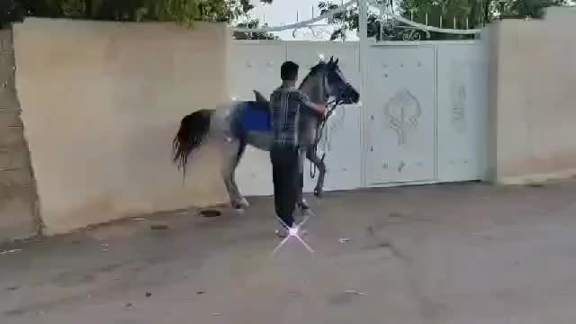 اسب|اسب و تجهیزات اسب‌سواری|شیراز, رکن‌آباد|دیوار