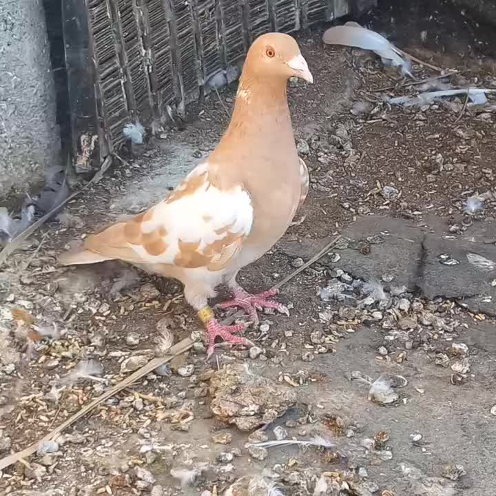 کارل پلاکی ماده|پرنده|وحدتیه, |دیوار