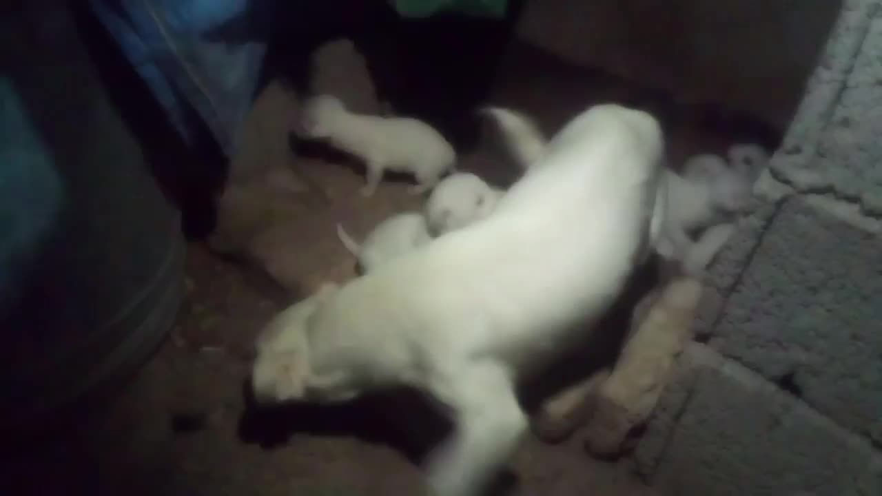 توله سگ|سگ|مشگین شهر, |دیوار