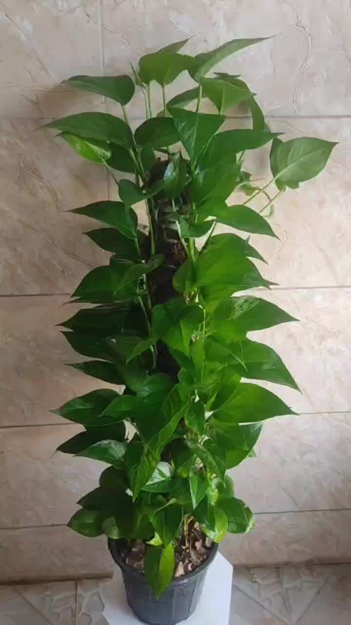 استند و کودهای خارجی|گل مصنوعی|جهرم, |دیوار