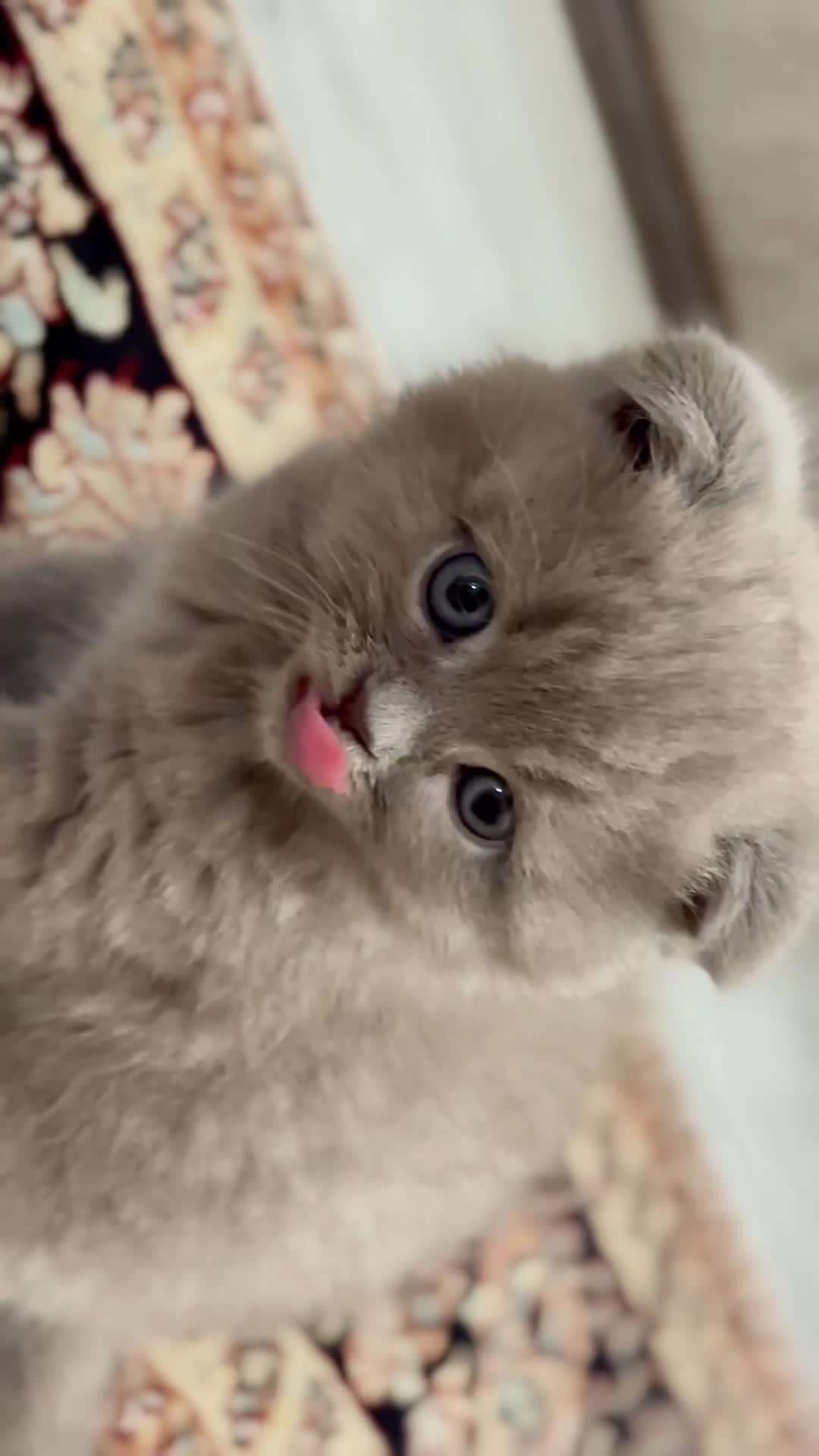 اسکاتیش فولد|گربه|تبریز, |دیوار