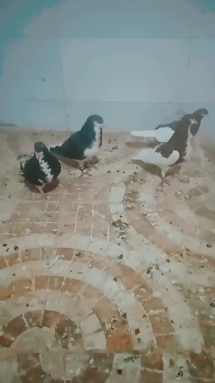 کبوتر|پرنده|فسا, |دیوار