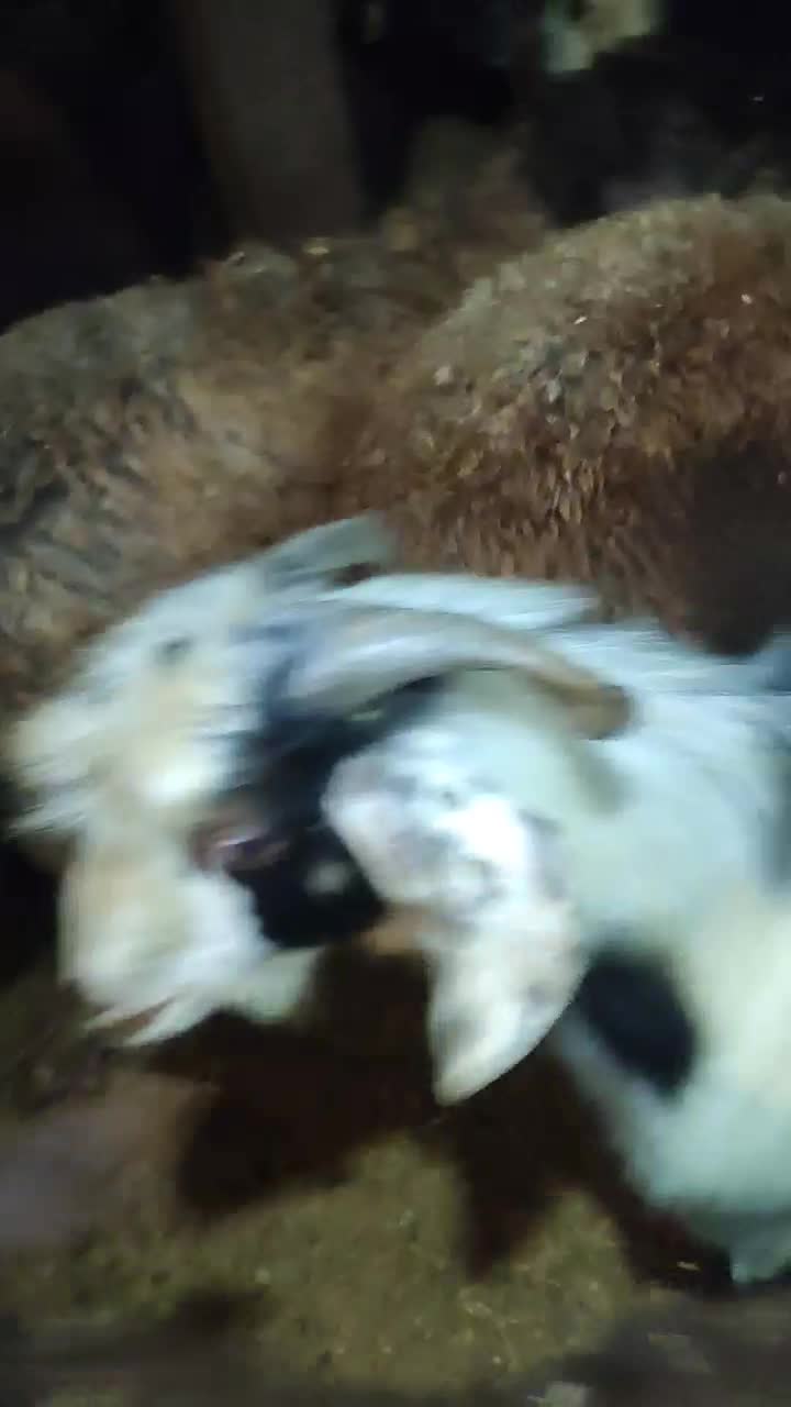 20راس‌گوسفندداشتی‌آبستن‌توافقی‌|حیوانات مزرعه|سراب, |دیوار