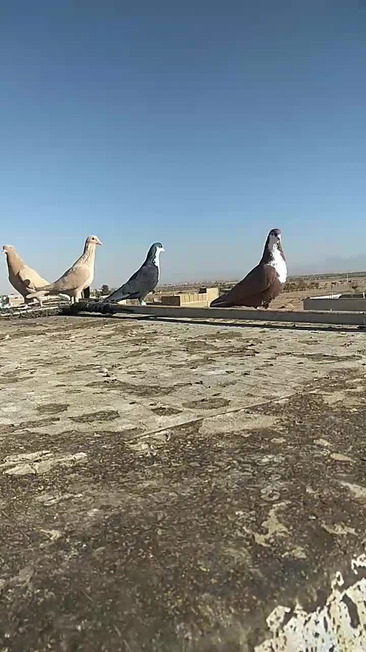 کرواتی وزردکرمونی وجوجه کاکلی|پرنده|تربت‌حیدریه, شهرک ولیعصر|دیوار