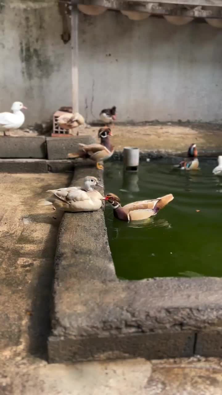 اردک کارولین شکلاتی|حیوانات مزرعه|نوشین شهر, |دیوار