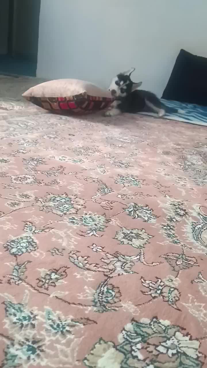 توله سگ هاسکی|سگ|خانمیرزا, |دیوار