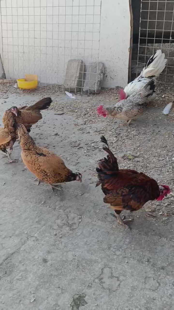 یک جفت مرغ و خروس جاپنیز زیبا و ریز جثه|پرنده|تهران, شهرک استقلال|دیوار