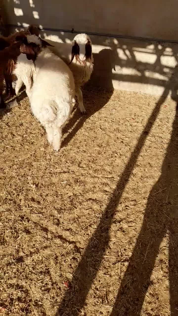 ۲عدد بره نر|حیوانات مزرعه|دره شهر, |دیوار