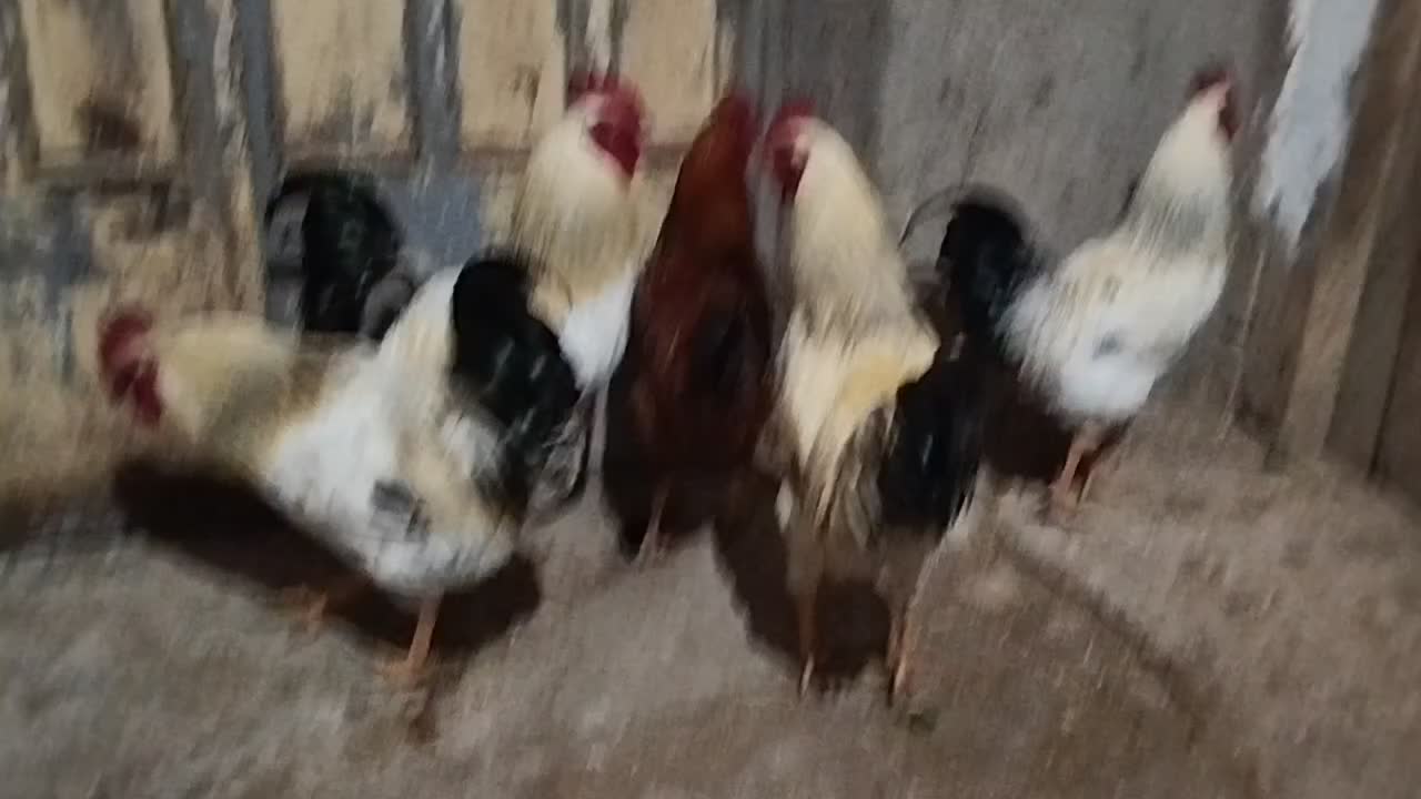 خروس|حیوانات مزرعه|تاکستان, |دیوار