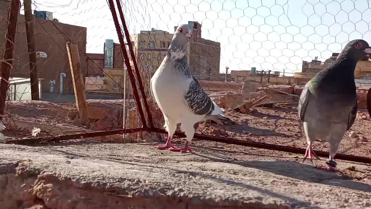 کفتر بوم|پرنده|یزد, |دیوار