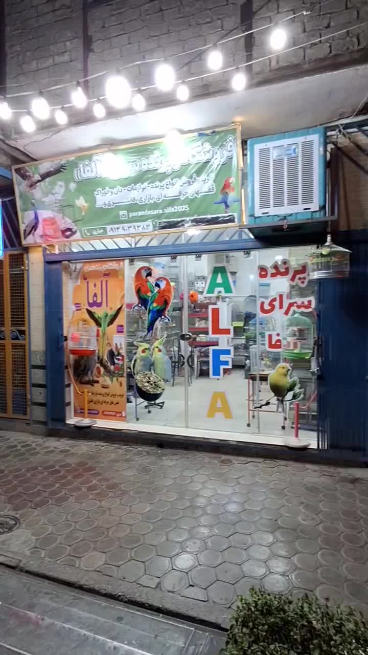 پرنده زینتی وقفسی درپرنده سراآلفا همچی زیرقیمت|پرنده|اصفهان, شفق|دیوار