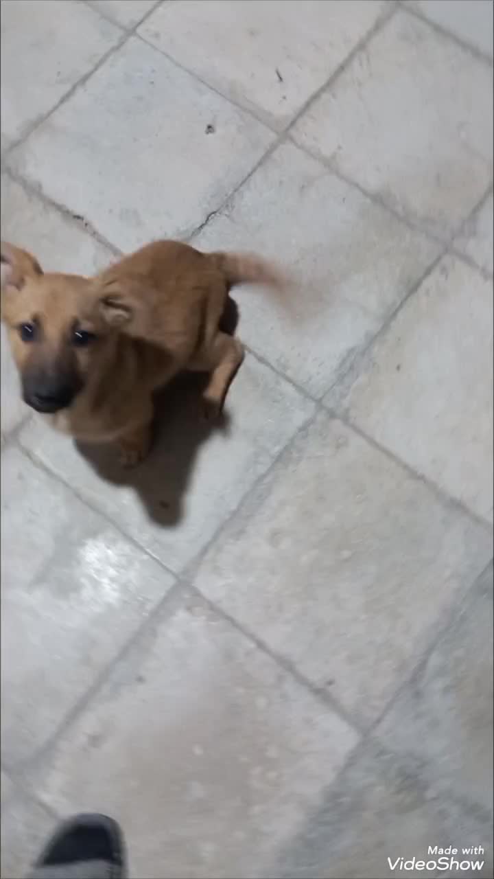 واگذاری ژرمن سایز ریز|سگ|شیراز, منطقه هوایی شهید دوران|دیوار