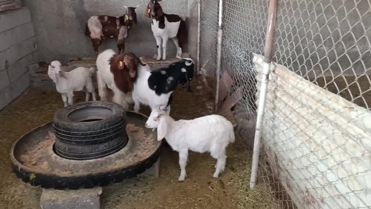 فروش دام|حیوانات مزرعه|قرچک, داوود آباد|دیوار