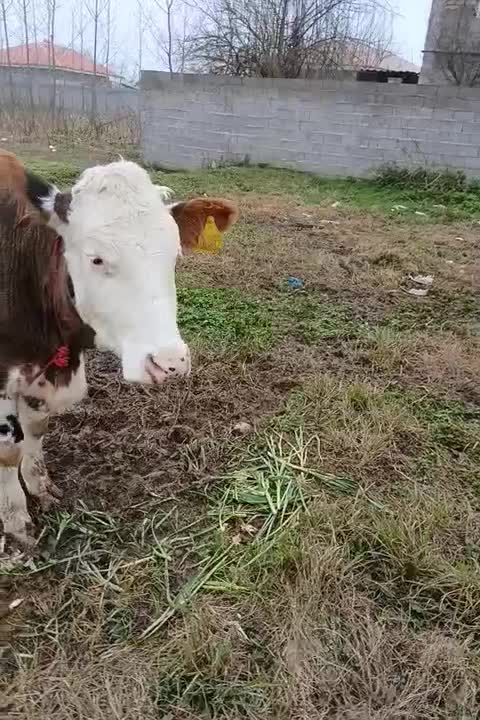 گاو|حیوانات مزرعه|رشت, پیله داربن|دیوار