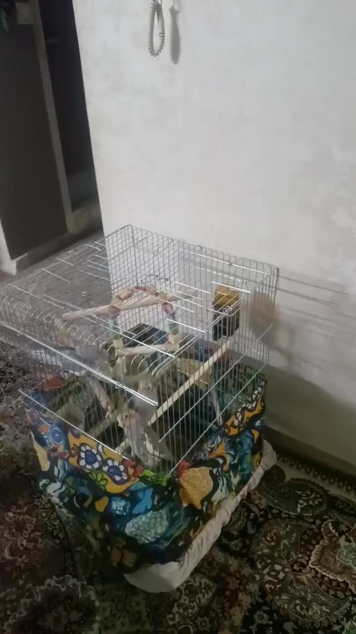 پرنده|پرنده|تهران, مشیریه|دیوار