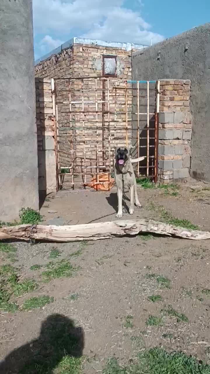 سگ.|سگ|تربت جام, جامرود|دیوار