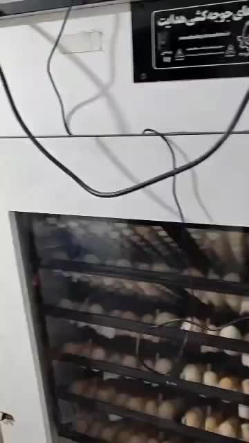 دستگاه جوجه کشی فول اتوماتیک|لوازم جانبی حیوانات|امیدیه, |دیوار