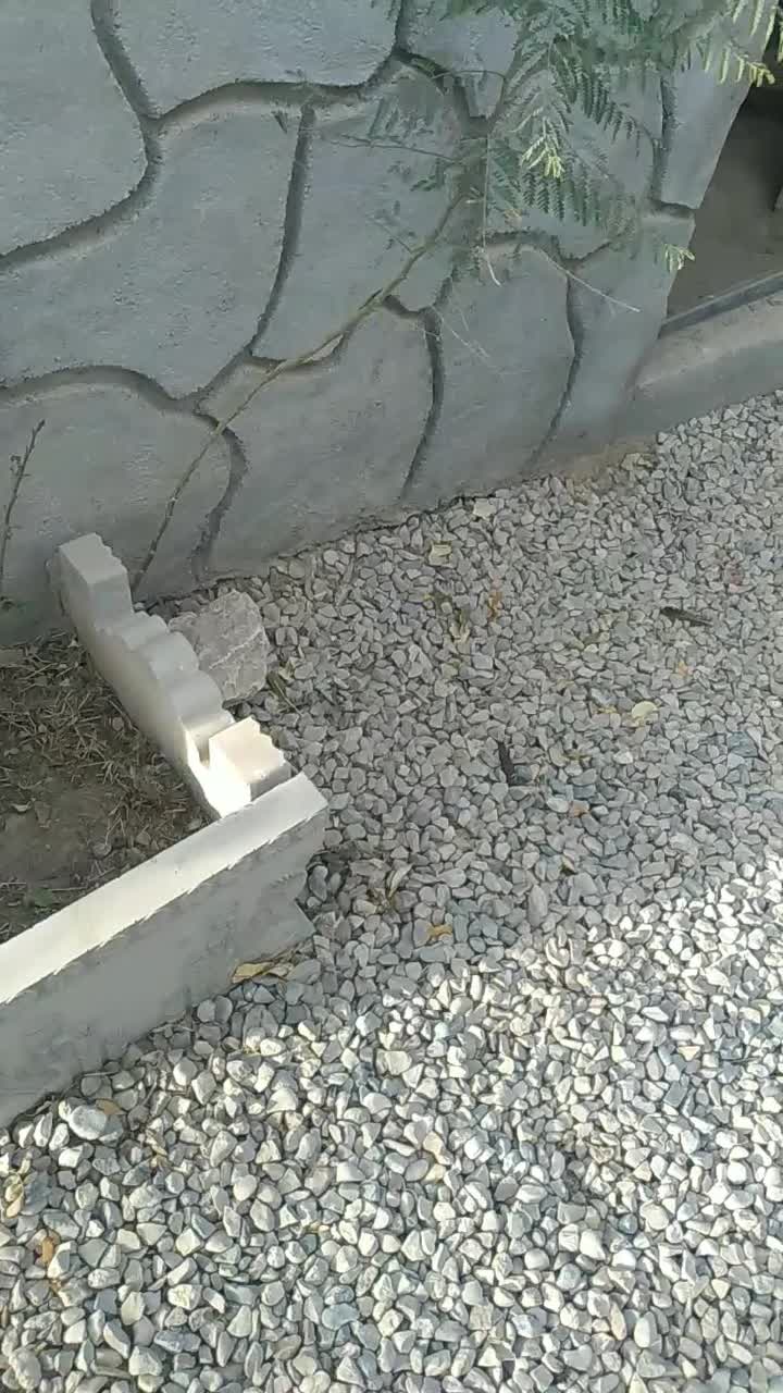 واگذاری سگ رتوایلر|سگ|شاهرود, |دیوار