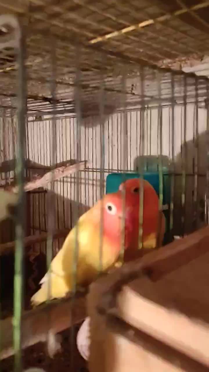 طوطی برزیلی مولد|پرنده|تنکابن, |دیوار