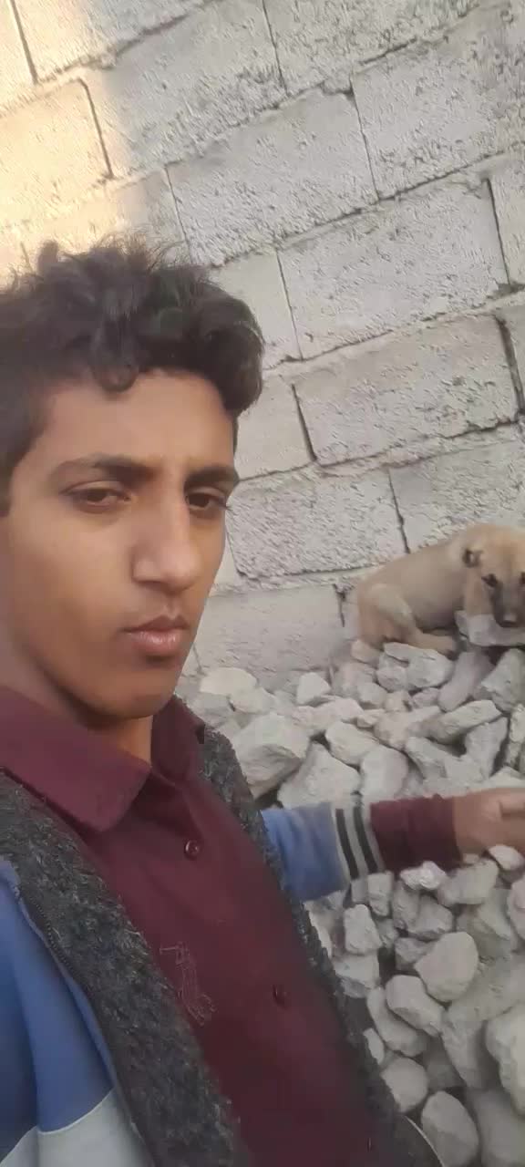 سگ عراقی واگذاری|سگ|مشگین شهر, |دیوار