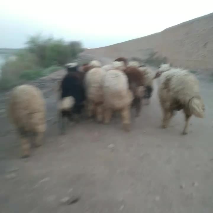 بره نر چاق گوسفند گاو بز گوساله میش|حیوانات مزرعه|اهواز, منازل کارون|دیوار