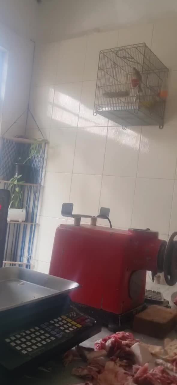 سهره قناری|پرنده|همدان, |دیوار