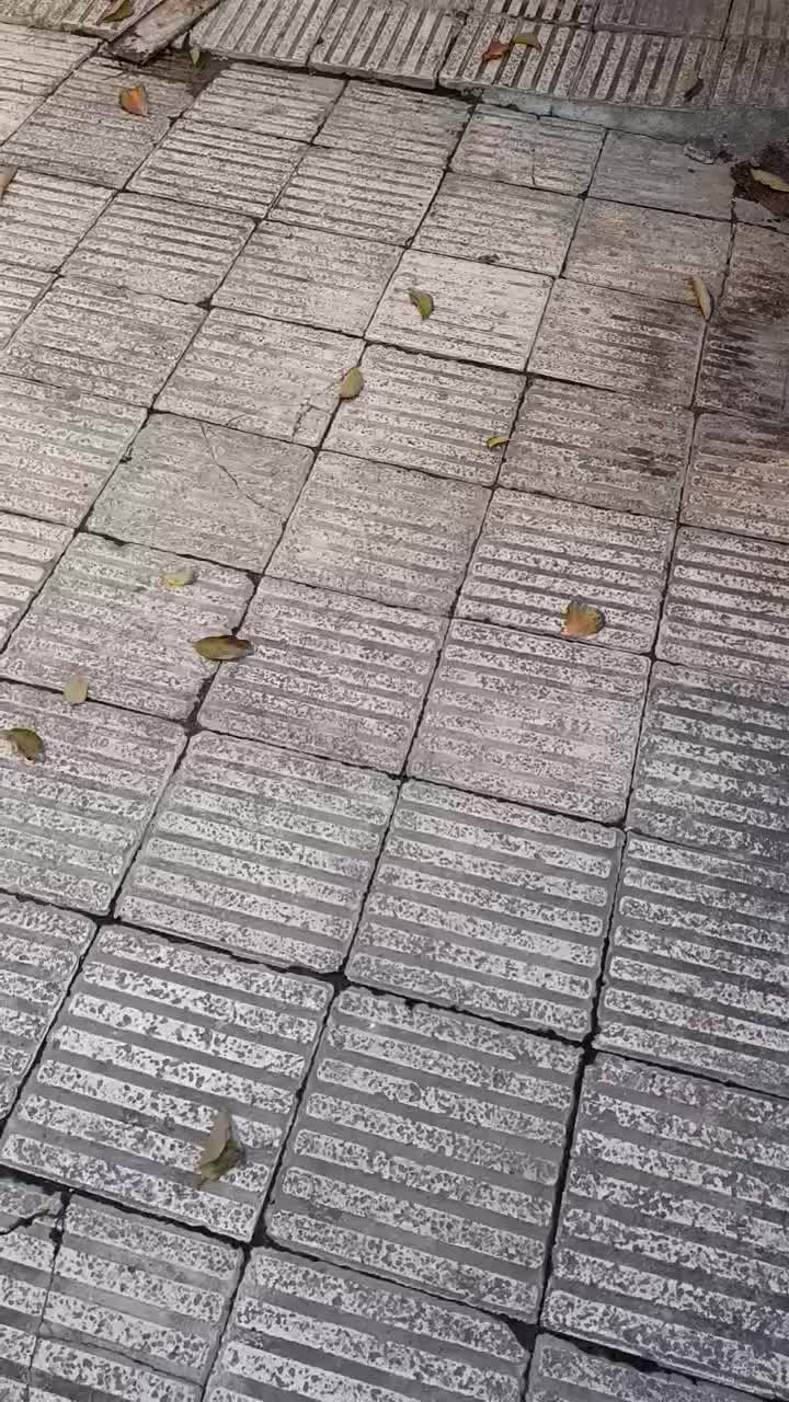 اشپیتز پاکوتا|سگ|گرگان, |دیوار