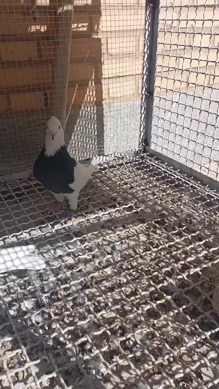 کبوتر طوقی|پرنده|فرخ‌شهر, |دیوار