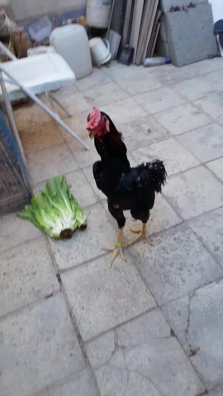 خروس لاری اوشامو|حیوانات مزرعه|چهاردانگه (تهران), |دیوار