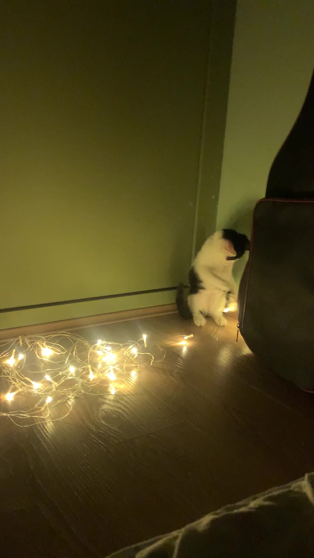 واگذاری میلو خانم|گربه|اردبیل, |دیوار