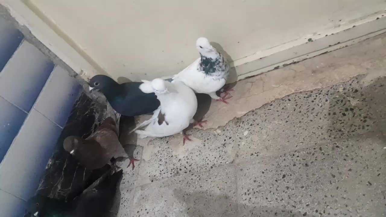 کبوتر|پرنده|شباب, |دیوار