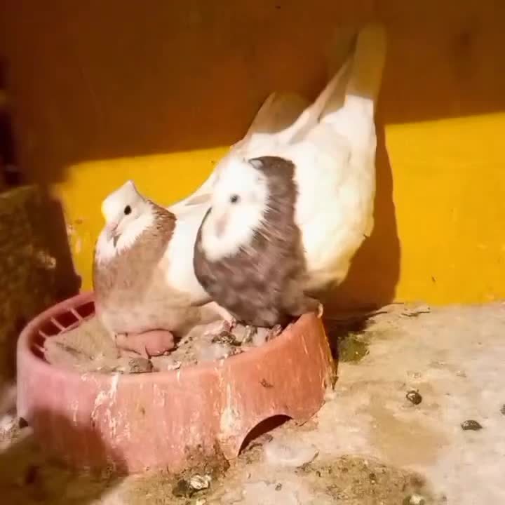 طوقی|پرنده|اندیمشک, |دیوار