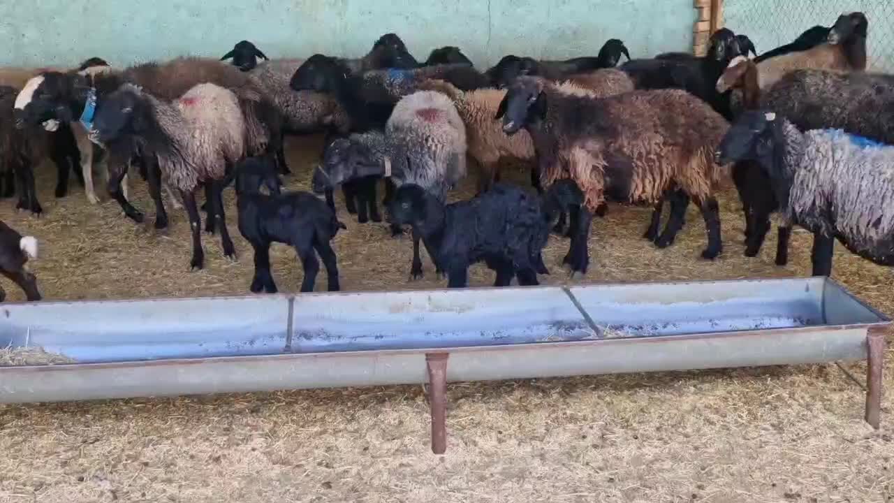 میش جوان بره دار|حیوانات مزرعه|سلفچگان, |دیوار