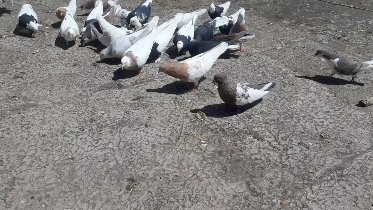 کبوتررنگه|پرنده|تربت‌حیدریه, شهرک ولیعصر|دیوار