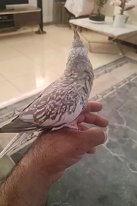 عروس هلندی ایزوبلا|پرنده|شیراز, تاچارا|دیوار