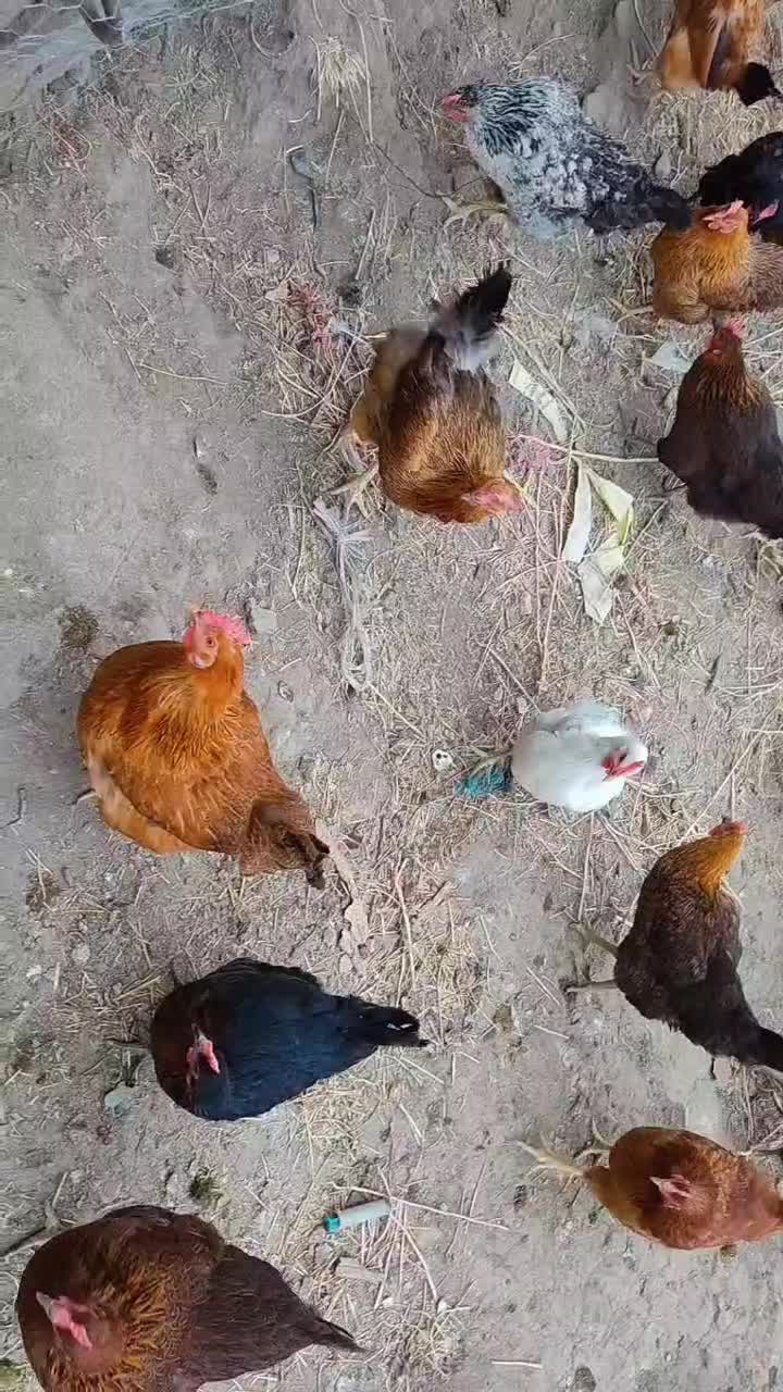 مرغ تخم گذار|حیوانات مزرعه|نقده, |دیوار