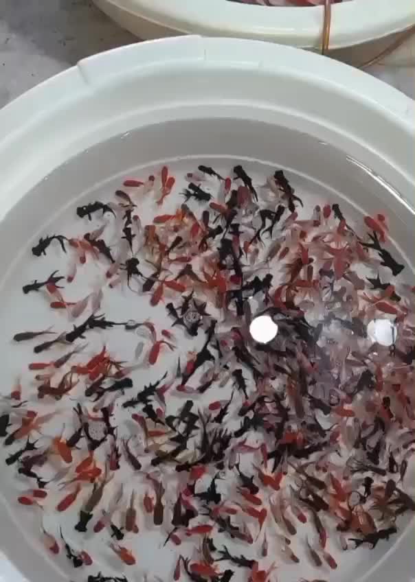 ماهی|ماهی|یزد, |دیوار