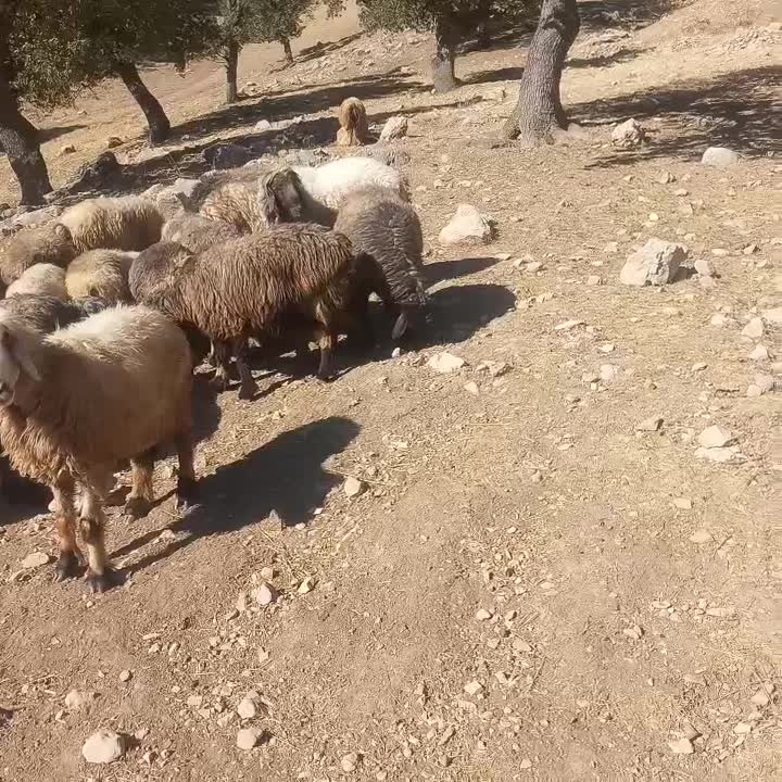 فروش‌میش|حیوانات مزرعه|پاتاوه, |دیوار