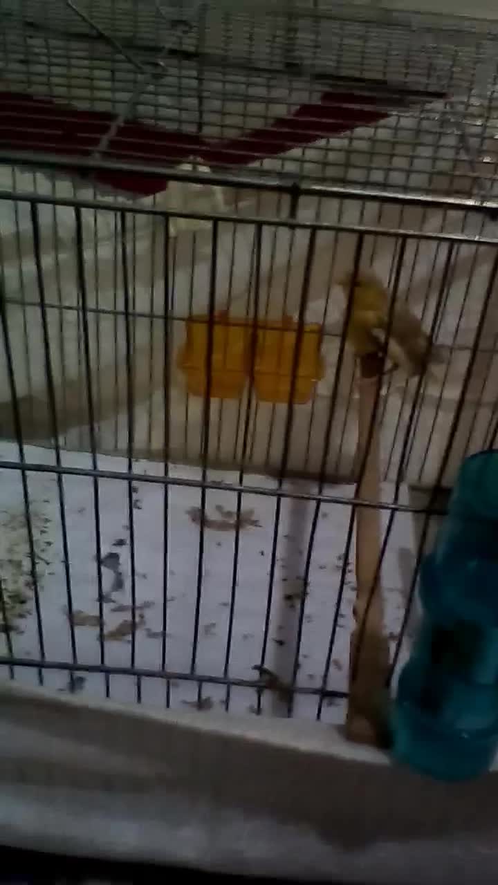 نروماده آماده واسه جوجه به|پرنده|زنجان, |دیوار