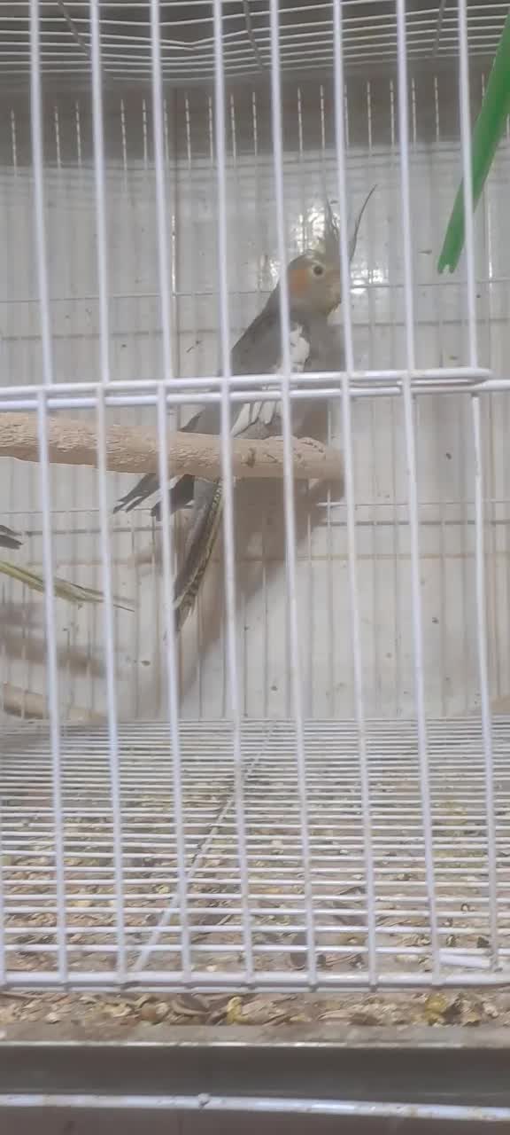 عروس هلندی بالغ|پرنده|طرقبه, |دیوار