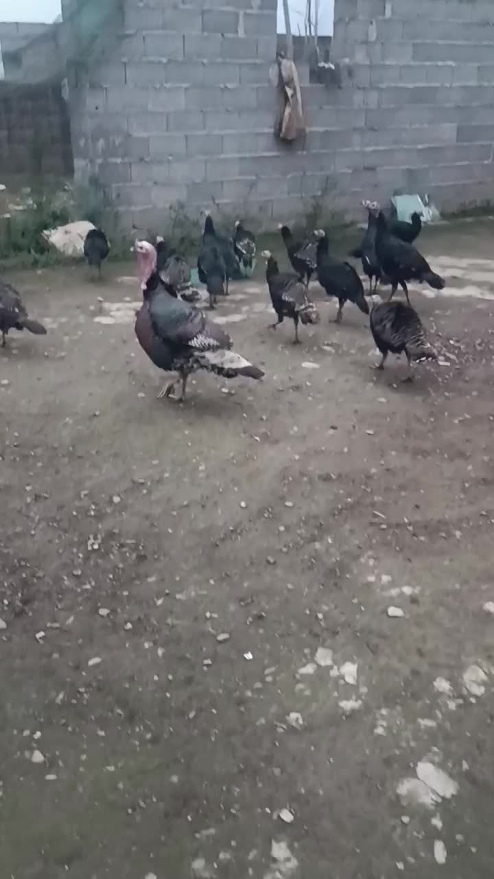 فروش بوقلمون بزرگ یکجا سالم ب شرط|حیوانات مزرعه|تولم شهر, |دیوار