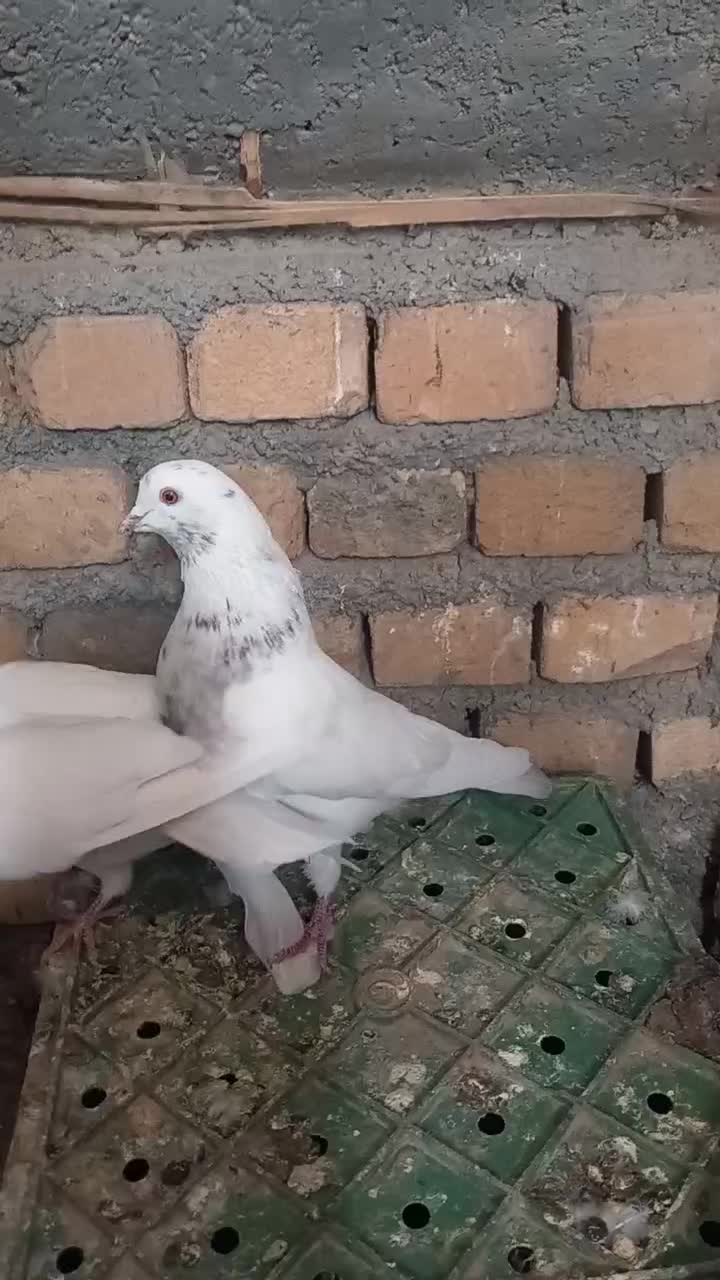 سبز دم سفید|پرنده|ملایر, |دیوار