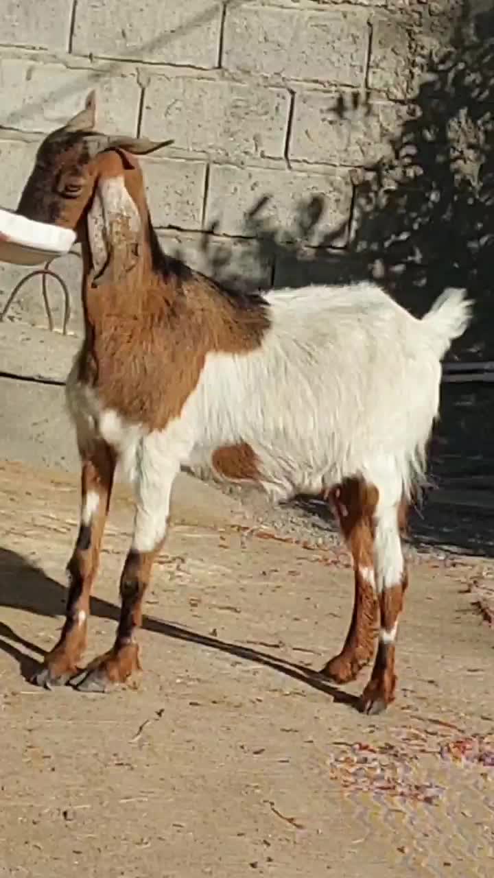 چپش گلابی و بز آبستن نزدیک|حیوانات مزرعه|جیرفت, |دیوار