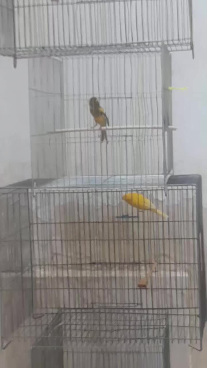 قناری ماده و نر ابلق|پرنده|اصفهان, مهدیه|دیوار