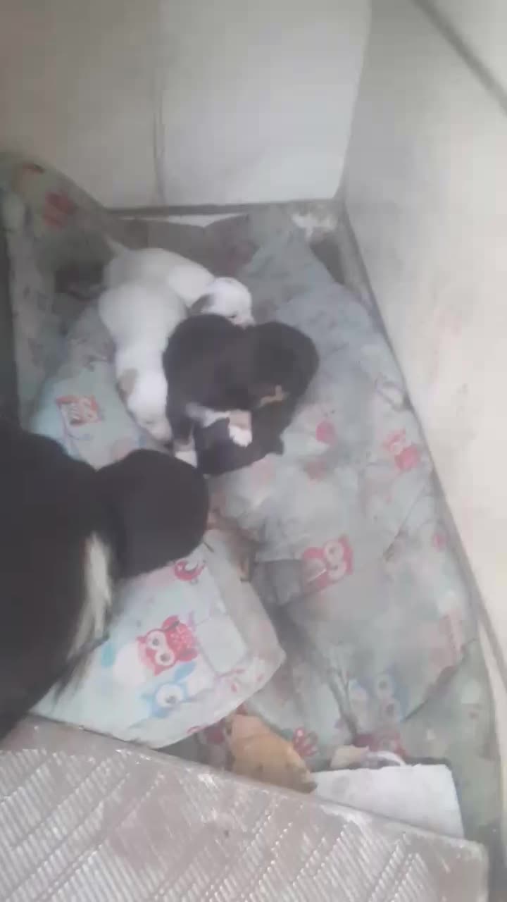 سگ مینیاتوری با۵تاتولش|سگ|خرم‌آباد, |دیوار