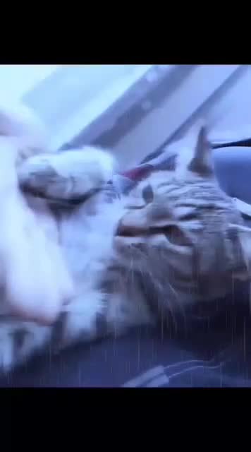 دوتا گربه اهلی|گربه|گرگان, |دیوار