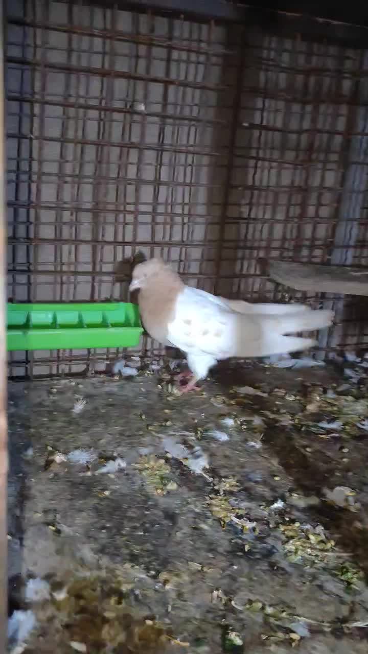 کبوترکله ای|پرنده|لردگان, |دیوار