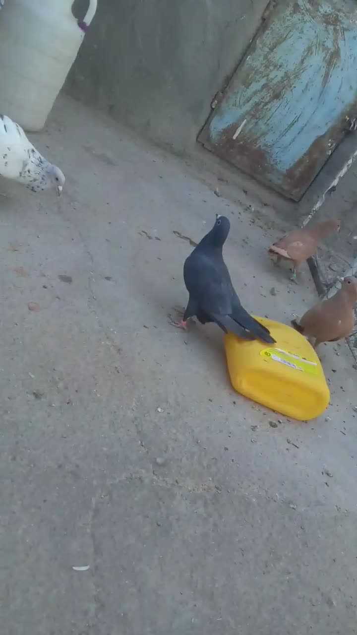 کبوترساروزاغ کرمانی|پرنده|قائن, |دیوار